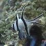 saltwater fish - pterapogon kauderni - kaudern's cardinal stocking in 45 gallons tank - Banggai cardinalfish (Pterapogon kauderni)