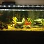 75 gallons freshwater fish tank (mostly fish and non-living decorations) - Cichlid tank
