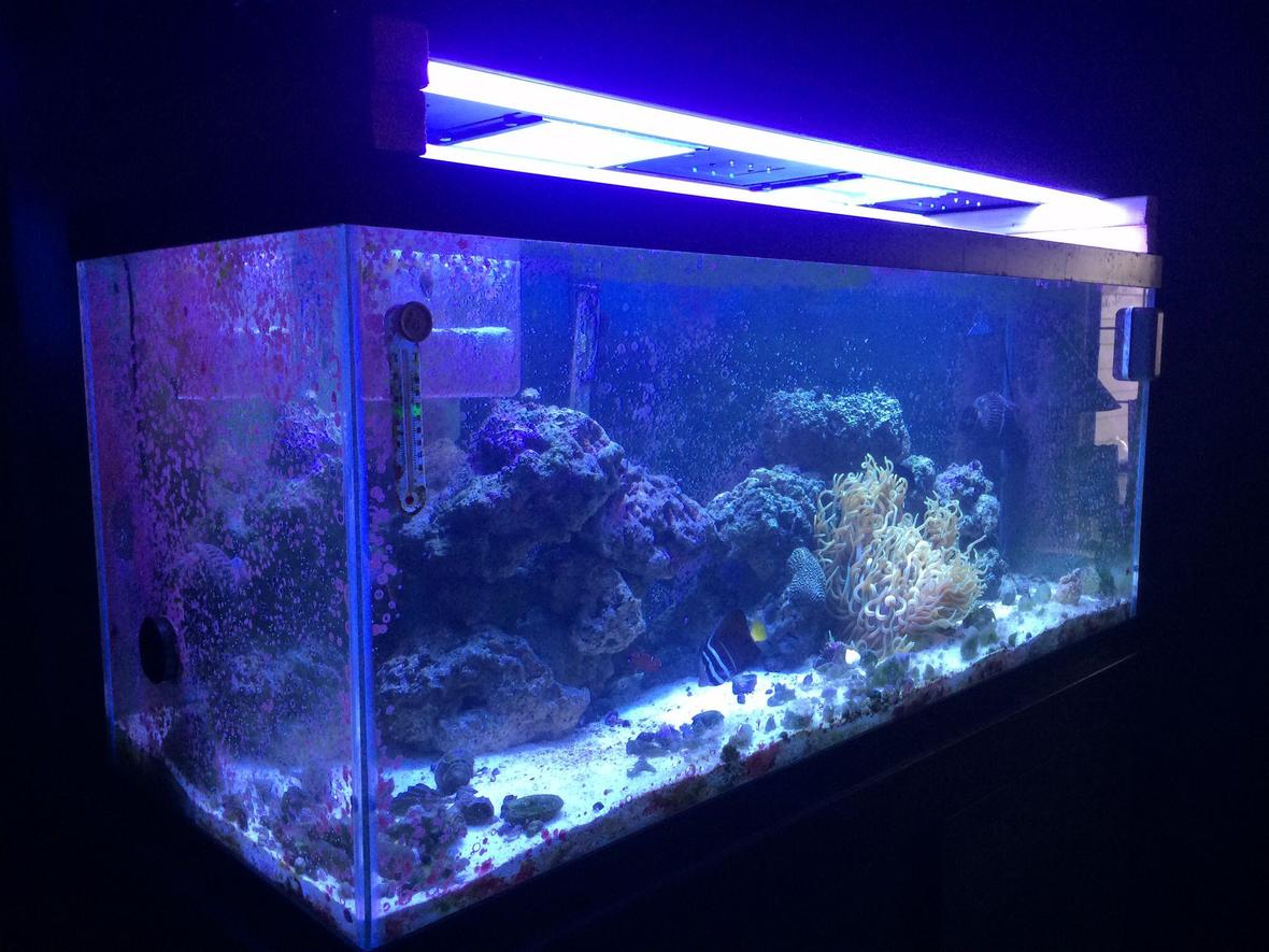 75 gallons saltwater fish tank (mostly fish, little/no live coral) - 75 gal