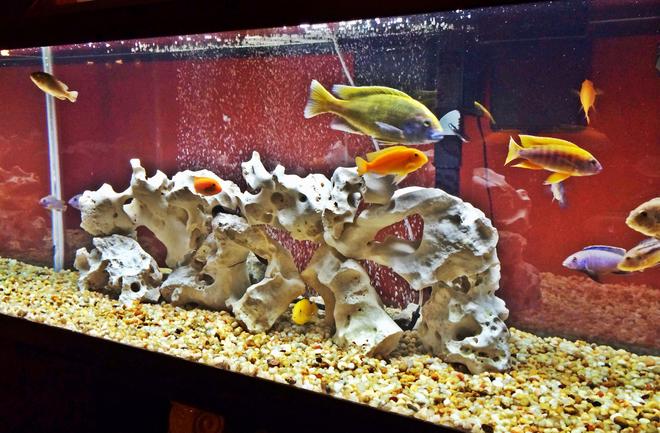 75 gallons freshwater fish tank (mostly fish and non-living decorations) - Newly bought 75 gallon Cichlid tank with 14 fish