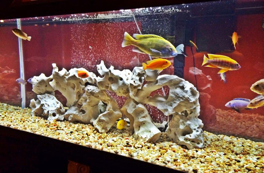 Rated #91: 75 Gallons Freshwater Fish Tank - Newly bought 75 gallon Cichlid tank with 14 fish