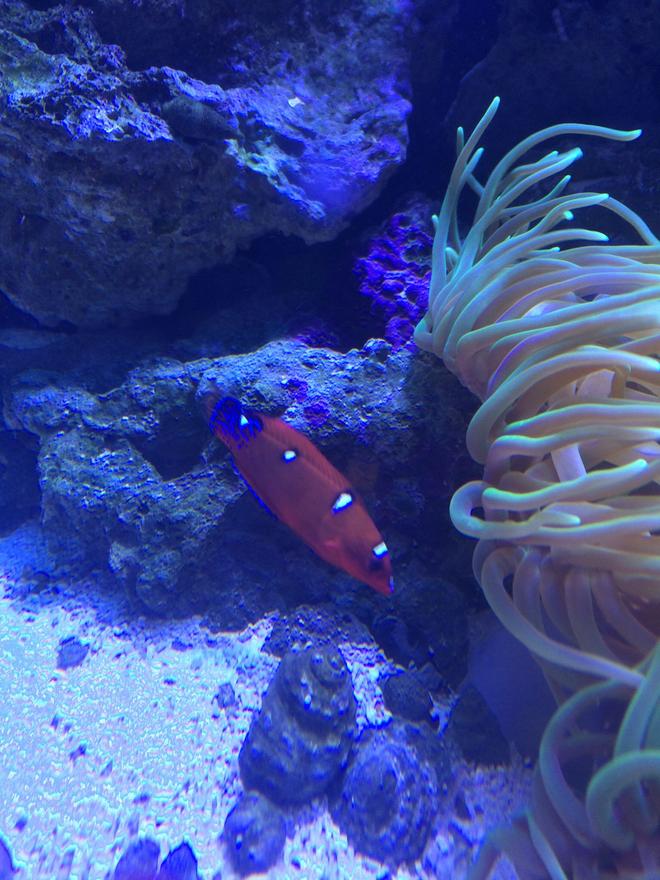 saltwater fish - coris formosa - formosa wrasse stocking in 75 gallons tank - Wrasse