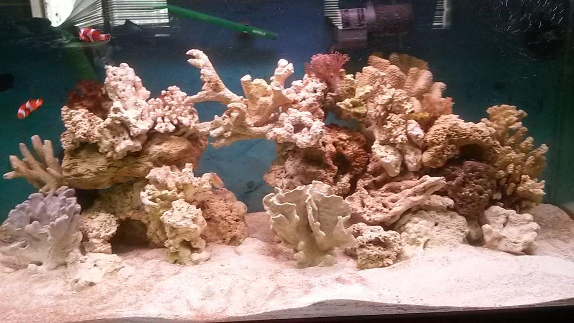 75 gallons saltwater fish tank (mostly fish, little/no live coral) - I got coral now 4 frags. Still 2 clowns and a damsel. 4 hermits a emerald green cran and a cleaner shrimp