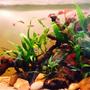 33 gallons planted tank (mostly live plants and fish) - Fluval 125, low light with Java Fern, Java Moss, Anubis nana and Red Indian Fern. Fish include 2 x Ram Cichlids (pair) 5 x Leopard Danios, 5 x Glowlight Danios, 10 x Cardinal Tetra, 1 x Neon Goby, 1 x Blue Cheeked Goby, 1 x Gardeneri Killifish & 1 x Dwarf Zebra Loach.