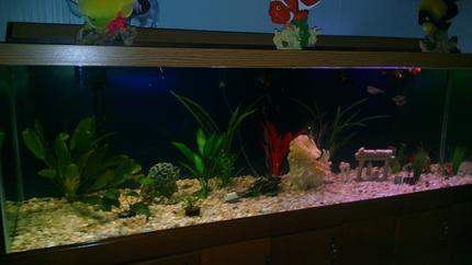 135 gallons planted tank (mostly live plants and fish) - Finally got right spectrum bulb for live plants. Added a sea shell decoration.