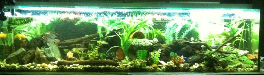 Rated #18: 90 Gallons Freshwater Fish Tank - My 6ft tank