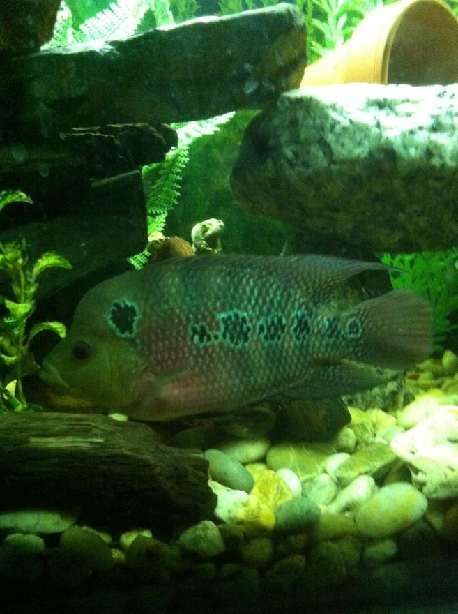 freshwater fish - cichlasoma sp. - flower horn cichlid stocking in 90 gallons tank - Flowerhorn
