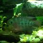 freshwater fish - cichlasoma sp. - flower horn cichlid stocking in 90 gallons tank - Flowerhorn