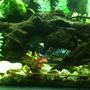 fish tank picture - Convicts hiding under log