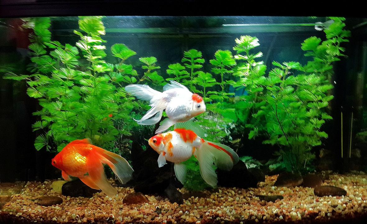 32 gallons freshwater fish tank (mostly fish and non-living decorations) - My 32 gallons tank. 3 goldfish and 1 corydoras.