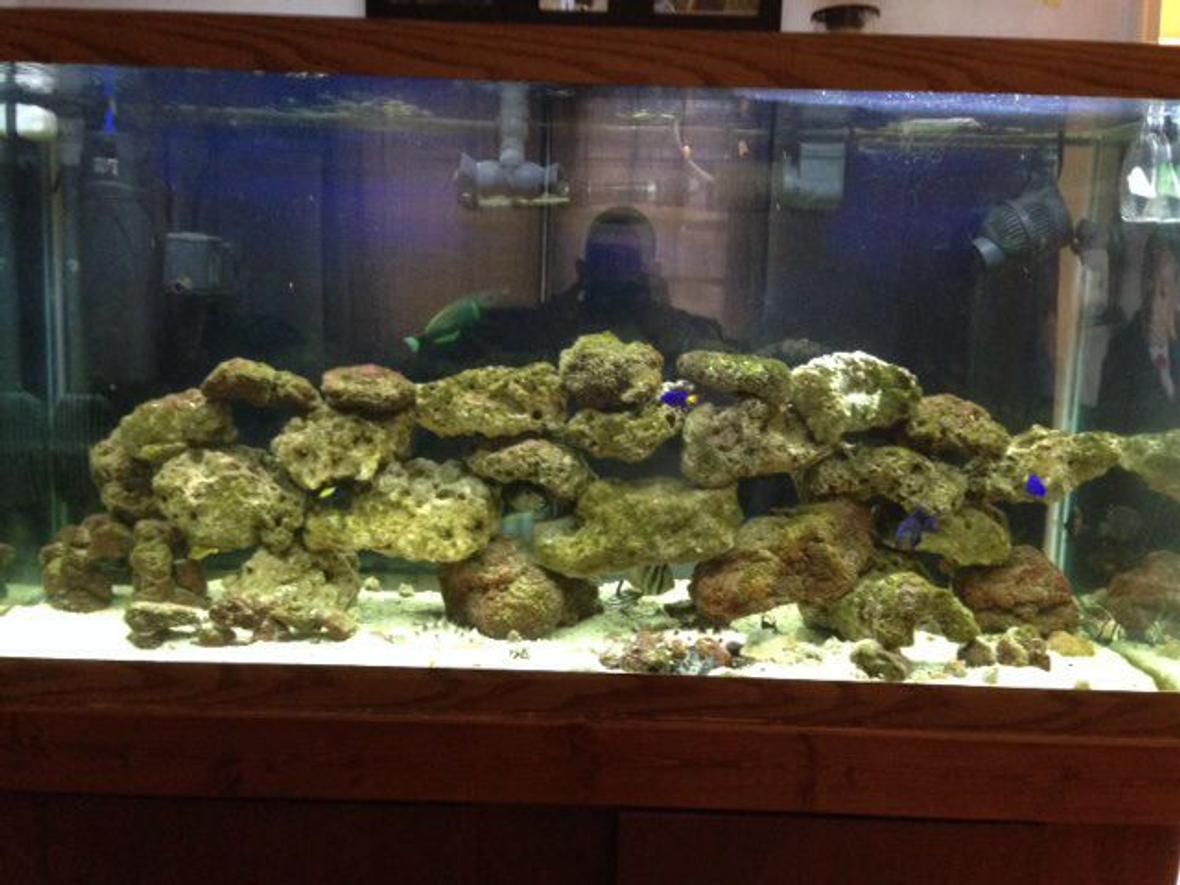 90 gallons saltwater fish tank (mostly fish, little/no live coral) - 90 gallon salt water tank w/live rock