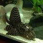 freshwater fish - glyptoperichthys gibbiceps - sailfin pleco (l-83) stocking in 13 gallons tank - injured pleco.