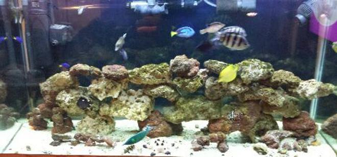 90 gallons saltwater fish tank (mostly fish, little/no live coral)
