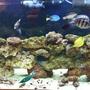 90 gallons saltwater fish tank (mostly fish, little/no live coral)
