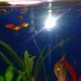 fish tank picture - Several of my platies, my angel fish. I love this tank.