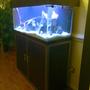fish tank picture - completed homemade stand and canopy