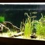 fish tank picture - Planted with mangrove