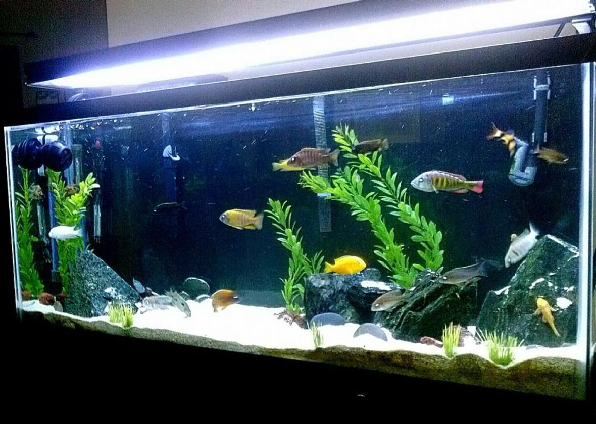 55 gallons freshwater fish tank (mostly fish and non-living decorations) - 55 gal Mixed malawi tank
