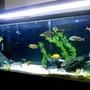 55 gallons freshwater fish tank (mostly fish and non-living decorations) - 55 gal Mixed malawi tank