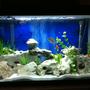 29 gallons freshwater fish tank (mostly fish and non-living decorations) - Real Texas holey rock African cichlid tank