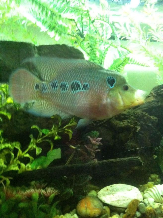 freshwater fish - cichlasoma sp. - flower horn cichlid stocking in 90 gallons tank - More pics of my flower horn mr grumpy