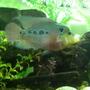freshwater fish - cichlasoma sp. - flower horn cichlid stocking in 90 gallons tank - More pics of my flower horn mr grumpy