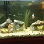 90 gallons freshwater fish tank (mostly fish and non-living decorations) - Discus