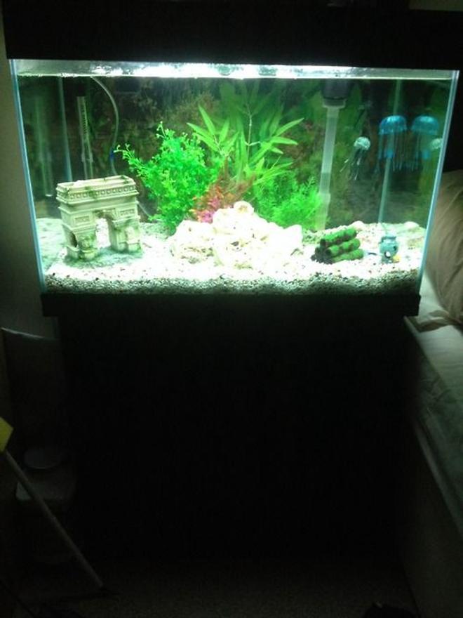 37 gallons freshwater fish tank (mostly fish and non-living decorations) - My new tank