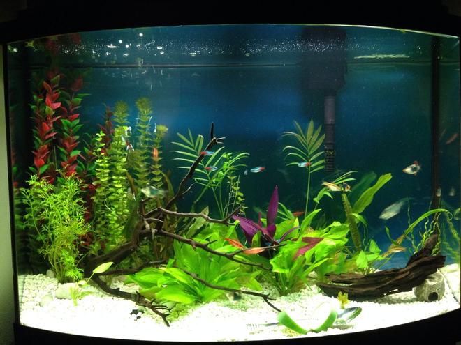 36 gallons planted tank (mostly live plants and fish) - Planted freshh