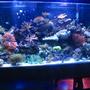 90 gallons reef tank (mostly live coral and fish)
