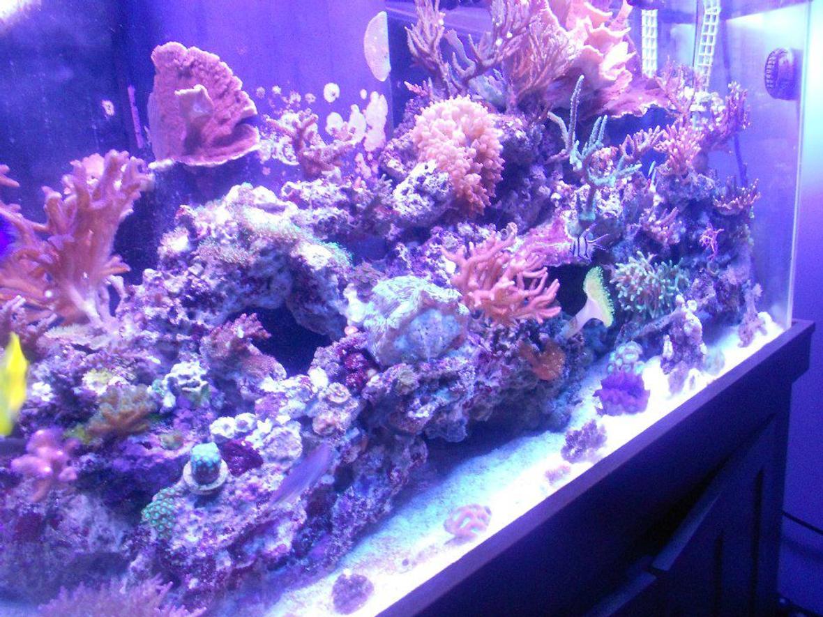 90 gallons reef tank (mostly live coral and fish) - growning.. growing..