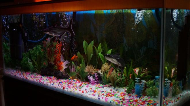 100 gallons freshwater fish tank (mostly fish and non-living decorations) - This is my 100 G Freshwater aquarium