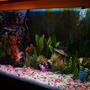 100 gallons freshwater fish tank (mostly fish and non-living decorations) - This is my 100 G Freshwater aquarium