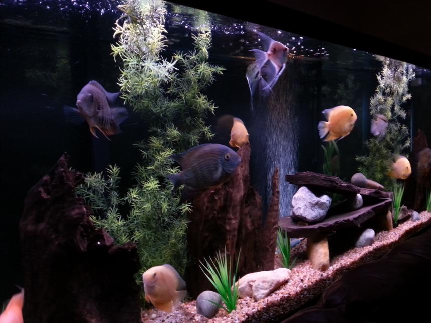 Rated #11: 150 Gallons Freshwater Fish Tank - My severum tank.