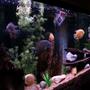 150 gallons freshwater fish tank (mostly fish and non-living decorations) - My severum tank.