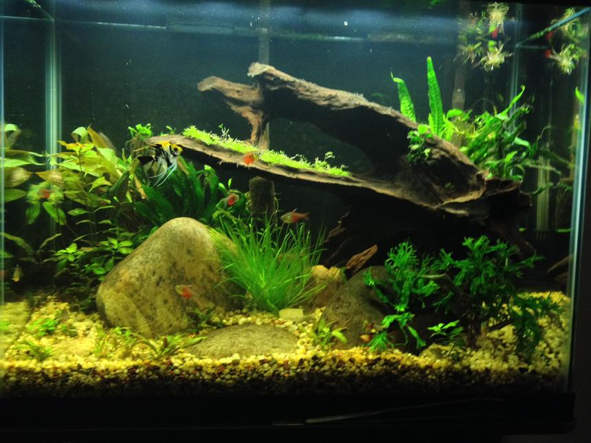 Rated #19: 37 Gallons Planted Tank - Second planted tank attempt