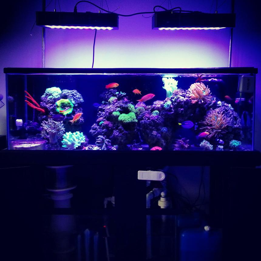 Rated #10: 60 Gallons Reef Tank - Full tank shot