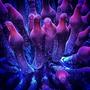 fish tank picture - Bubble tip anemone