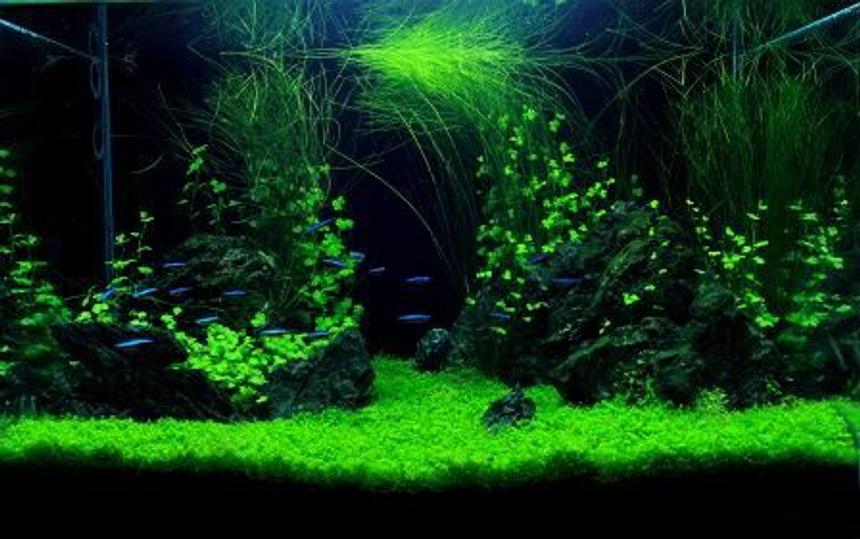 Rated #5: 24 Gallons Planted Tank - The Claws......