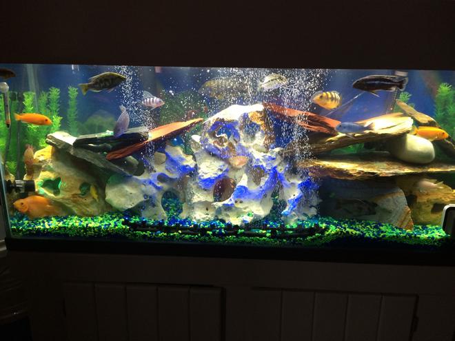 55 gallons freshwater fish tank (mostly fish and non-living decorations) - Love all the colors