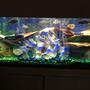 55 gallons freshwater fish tank (mostly fish and non-living decorations) - Love all the colors
