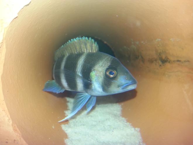 freshwater fish - cyphotilapia frontosa - frontosa cichlid stocking in 75 gallons tank - Frontosa slowly getting bigger