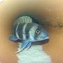 freshwater fish - cyphotilapia frontosa - frontosa cichlid stocking in 75 gallons tank - Frontosa slowly getting bigger