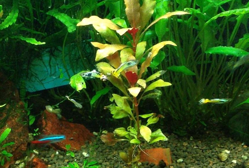 Rated #50: Freshwater Fish - Paracheirodon Innesi - Neon Tetra Jumbo Stocking In 29 Gallons Tank - My cobra endlers. These may go into this tank as the males mature. They are very hard to get a picture of because they wiggle so much that they look like flames flickering.