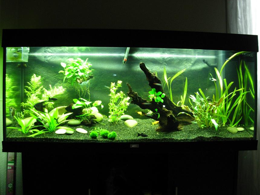 Rated #21: 63 Gallons Planted Tank - 63 gallons plantes tank
