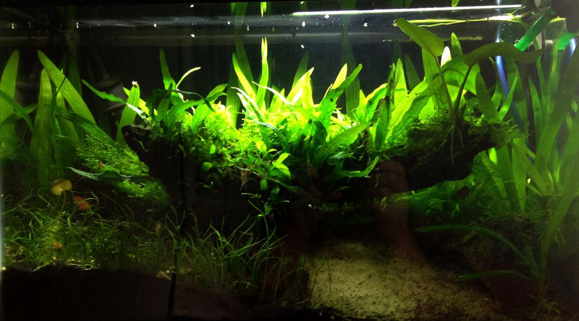 29 gallons planted tank (mostly live plants and fish) - Temporary ten gallon tank as I build my 29 gallon long tank