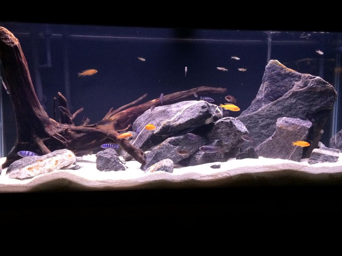 75 gallons freshwater fish tank (mostly fish and non-living decorations) - 75 gallon cichlid tank