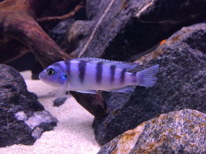 freshwater fish - metriaclima lombardoi - kenyi cichlid stocking in 75 gallons tank - Kenyi (Metriaclima Lombardoi)