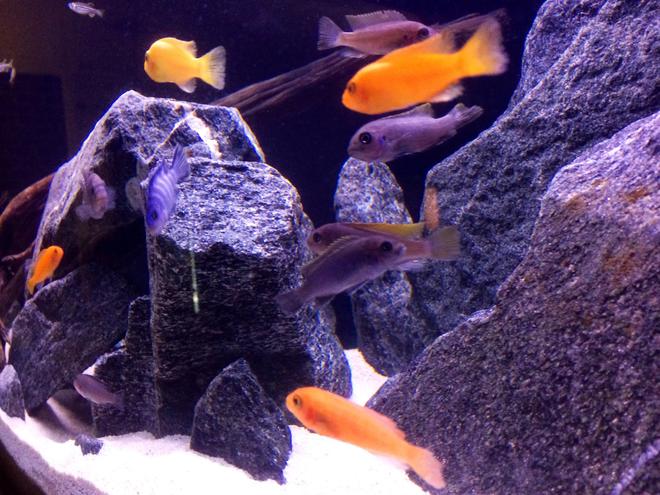 freshwater fish - pseudotropheus estherae - red zebra cichlid stocking in 75 gallons tank - Red Zebra (Metriaclima Estherae Red)