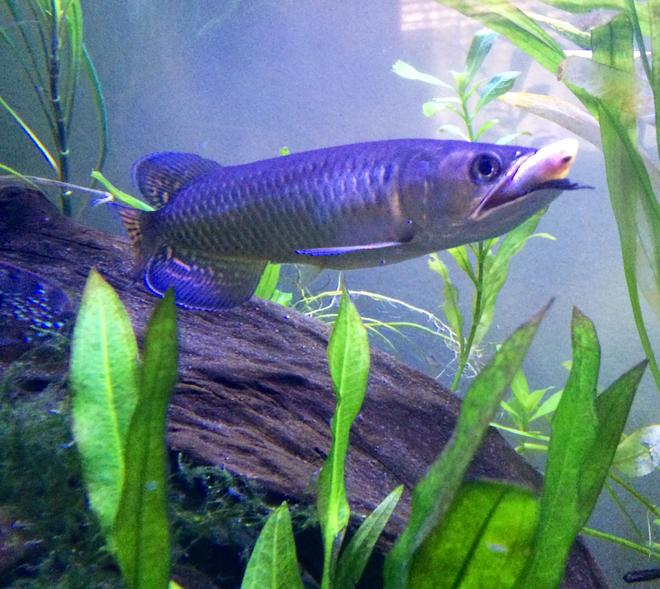freshwater fish - osteoglossum bicirrhosum - silver arowana stocking in 60 gallons tank - First kill for my baby Silver Arowana